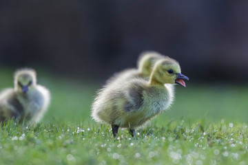 Cute Canada goose (Branta canadensis) babies