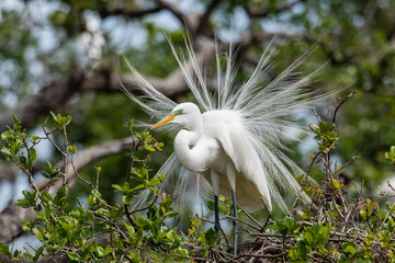Great Egret in Breeding Plumage