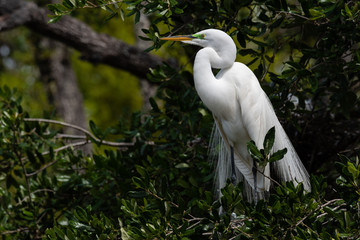 Great Egret in Breeding Plumage