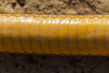 Scales on the body of the snake. Reptile skin textures. Caspian whipsnake (caspius) also known as the large whipsnake (among various other species in genus Dolichophis/Coluber).
