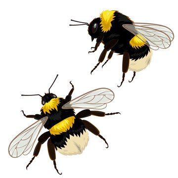 Set of two bumblebees isolated on a white background in different angles. Vector illustration