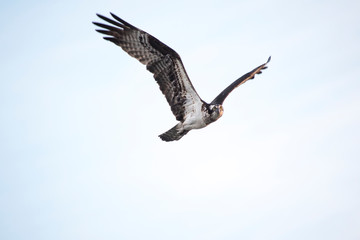 Osprey