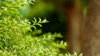 Closeup of Tree branch background