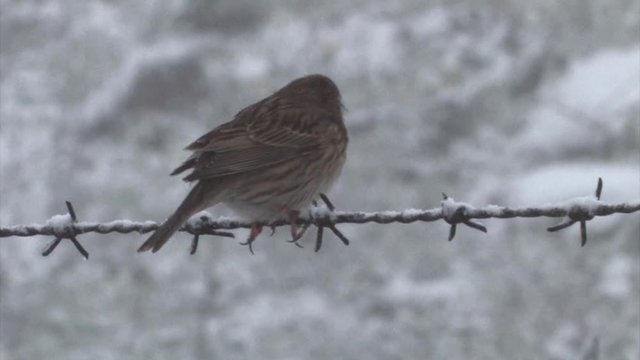 Corn bunting perching on barbed wire in the snow, Golan Heights Israel