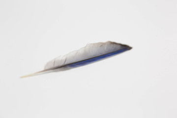 Bluebird feather