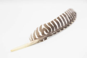 Turkey feather