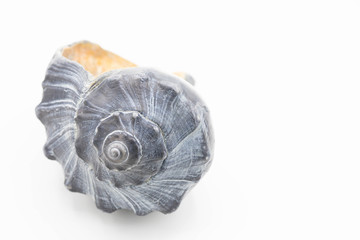 Whelk conch shell