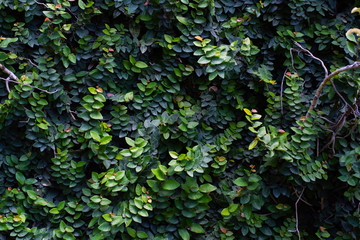 Green leaf texture. Leaf texture background