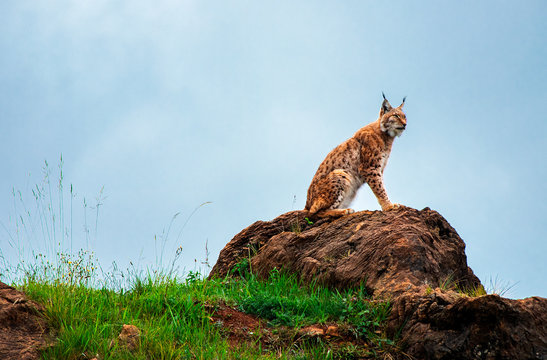 linx in the mountain
