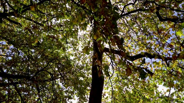 Slow motion of the sun through colourful leaves