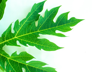 Green leaf texture. Leaf texture background