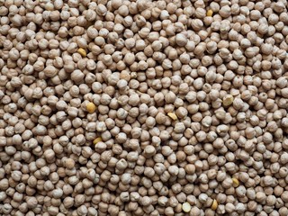 한국의 신선한 유기농 콩, 병아리 콩