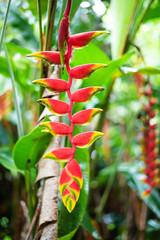 haliconia flower on green nature background