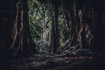 the giant tree in the forrest