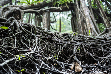 the giant tree in the forrest fucus on root