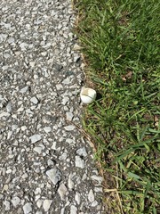 Broken bird egg