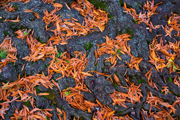 autumn leaves on the ground