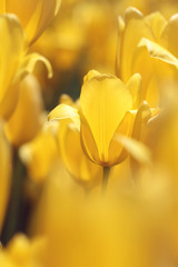 closeup of yellow tulip