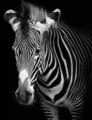  portrait of a zebra in black and white