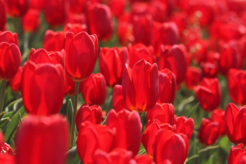 red tulips in the garden