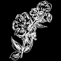 Vector sakura branch illustration isolated on black background. Outline sakura icon