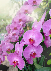 Beautiful Orchid flower in tropical garden close up. Floral background.