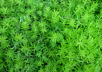 Green leaf on the green backgrounds, Background of green leaves, summer or spring season.