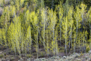Group of aspens with yellow leaves.
