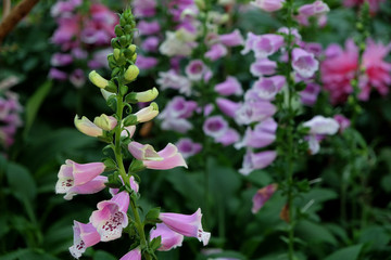 Beautiful flower nature background. blooming in the garden