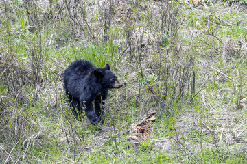 Fototapeta na wymiar Bear cub in the weeds.
