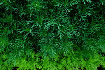 Green leaf on the green backgrounds, Background of green leaves, summer or spring season.