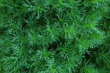 Green leaf on the green backgrounds, Background of green leaves, summer or spring season.