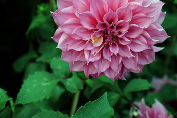 Obraz premium Beautiful pink dahlia fresh flower blossoming in the garden