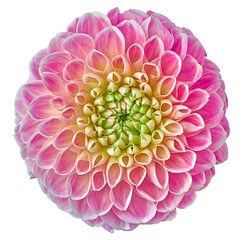 pink dahlia flower, white isolated background with clipping path.   Closeup.  no shadows.  For...