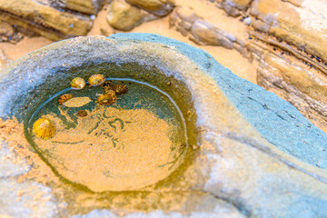 Various seashells and marine life growing in a small rock pool in Lorne, Victoria, Australia