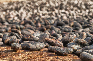 Cacao