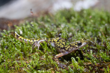 Green salamander - Aneides aeneus