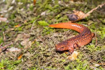 Northern red salamander - Pseudotriton ruber