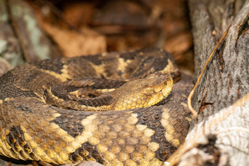 Close up of a coiled yellow phase timber rattlesnake - Crotalus horridus
