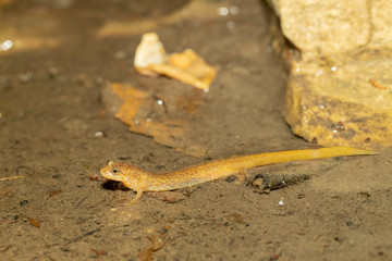 Light colored northern dusky salamander - Desmognathus fuscus