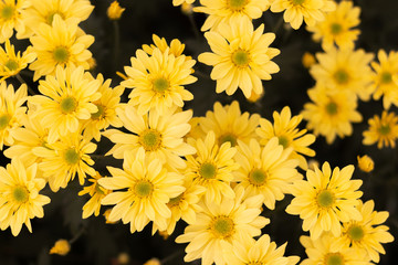 Yellow Flowers