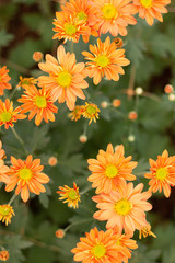 Orange Flowers
