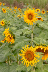 Obraz na płótnie Canvas Sunflower Garden