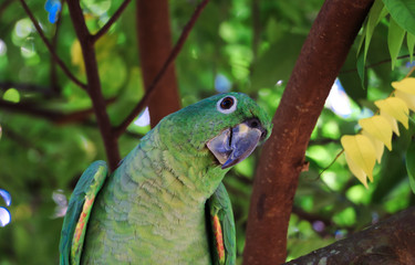 Lorito verde