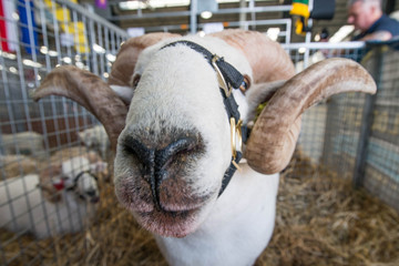Award winning show rams at Royale Melbourne Show
