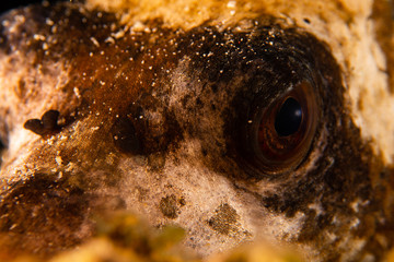Puffer Fish Eye