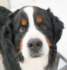 Show Dogs at the Royale Melbourne show, Melbourne, Victoria, Australia