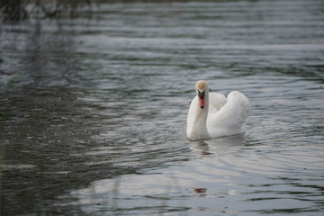 Naklejka premium male swan has spotted you taking his picture