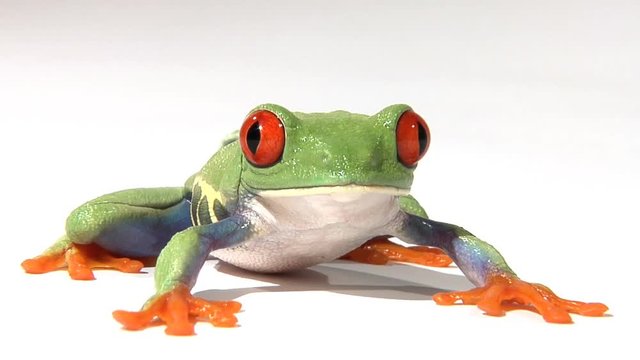 Red-Eyed Green Tree Frog On White Surface Breathing Rises And Walks