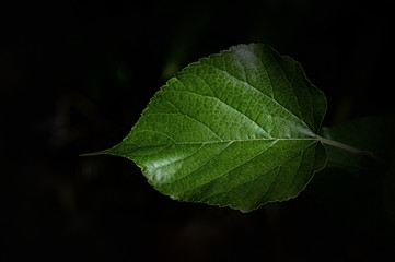 green leaves at  sunrise  with dark filter abstract spring,nature wallpaper  background
